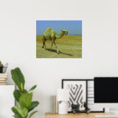Lopende lange weg - kamelen op het eiland Failaka Poster (Thuiskantoor)