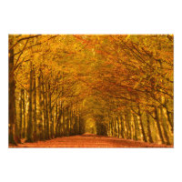 Lopende route door het bos in de herfst