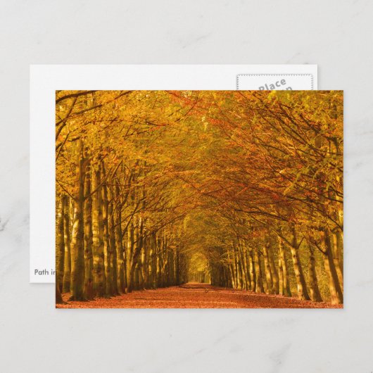 Lopende weg door het bos in het najaar briefkaart (Voorkant / Achterkant)