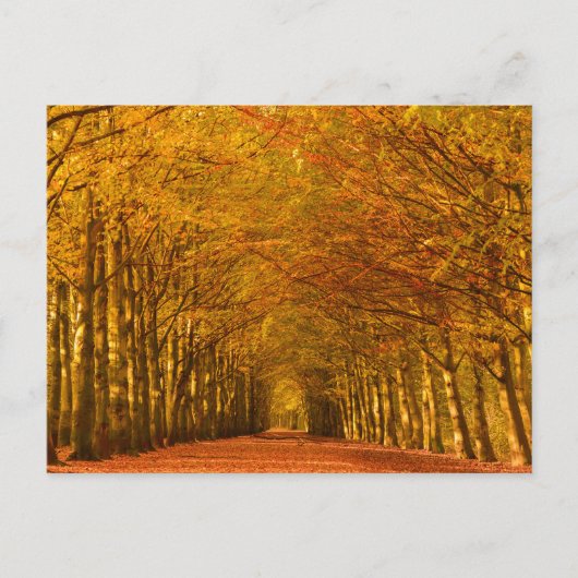 Lopende weg door het bos in het najaar briefkaart (Voorkant)