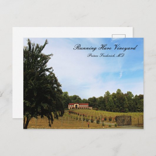 Lopende wijngaard briefkaart (Voorkant / Achterkant)