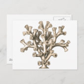 Lophohelia - Koraal Briefkaart (Voorkant / Achterkant)