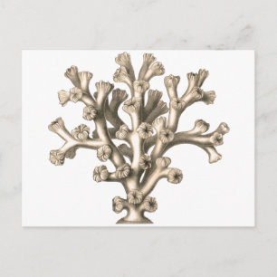 Lophohelia - Koraal Briefkaart