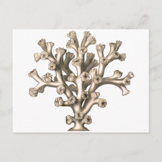 Lophohelia - Koraal Briefkaart (Voorkant)