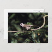 Lophophanes cristatus briefkaart (Voorkant / Achterkant)