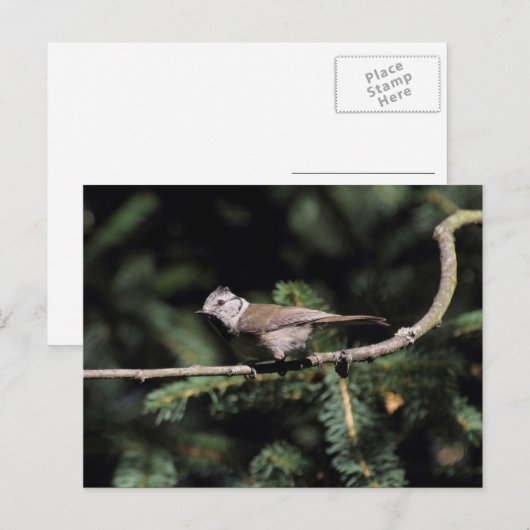 Lophophanes cristatus briefkaart (Voorkant / Achterkant)