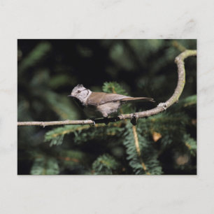 Lophophanes cristatus briefkaart