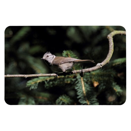 Lophophanes cristatus magneet (Horizontaal)