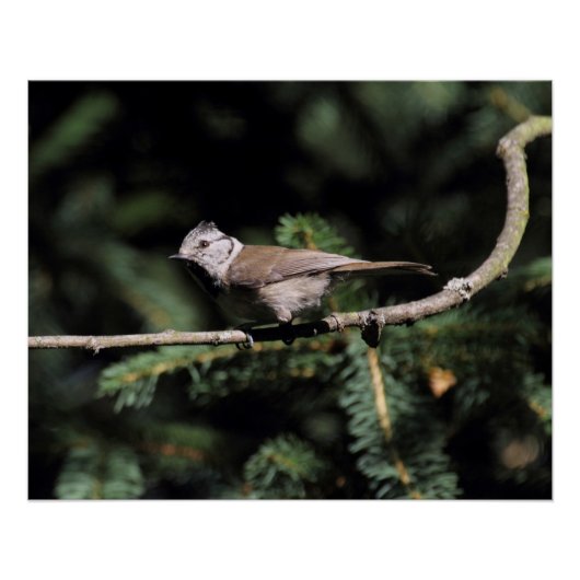 Lophophanes cristatus poster (Voorkant)