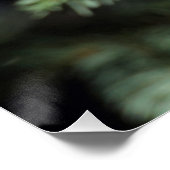 Lophophanes cristatus poster (Hoek)