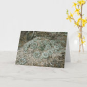 Lophophora williamsii - Peyote Kaart (Gele Bloem)