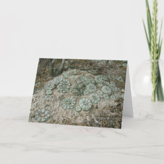 Lophophora williamsii - Peyote Kaart