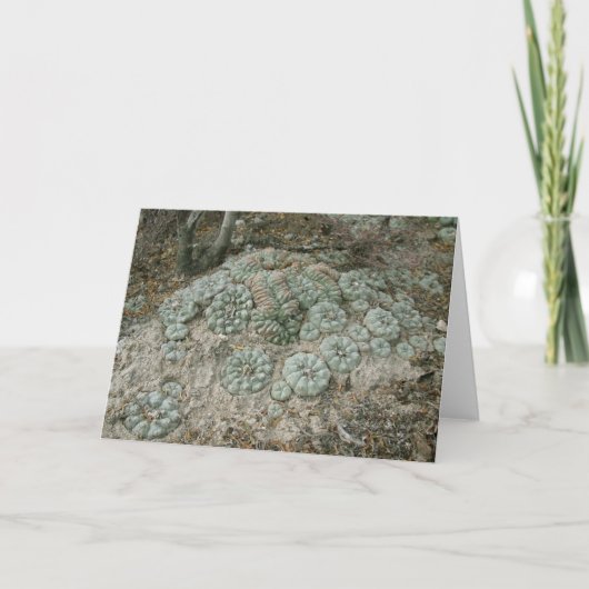 Lophophora williamsii - Peyote Kaart (Voorkant)