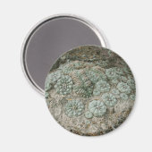 Lophophora williamsii - Peyote Magneet (Voorkant / Achterkant)