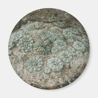 Lophophora williamsii - Peyote Magneet