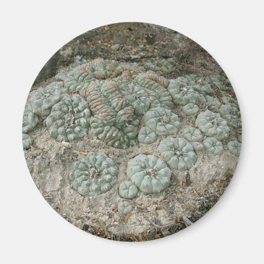 Lophophora williamsii - Peyote Magneet (Voorkant)