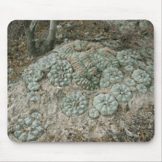 Lophophora williamsii - Peyote Muismat