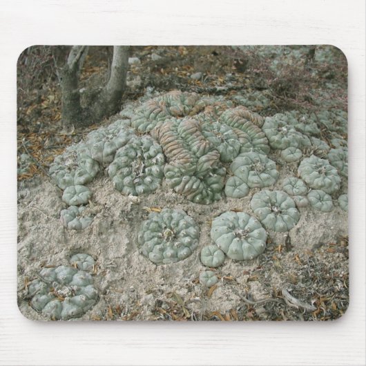 Lophophora williamsii - Peyote Muismat (Voorkant)