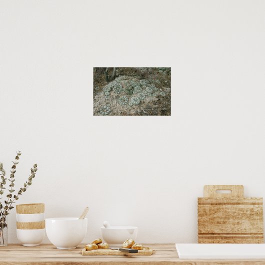 Lophophora williamsii - Peyote Poster (Keuken)