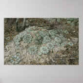 Lophophora williamsii - Peyote Poster (Voorkant)