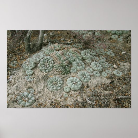 Lophophora williamsii - Peyote Poster (Voorkant)