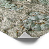 Lophophora williamsii - Peyote Poster (Hoek)