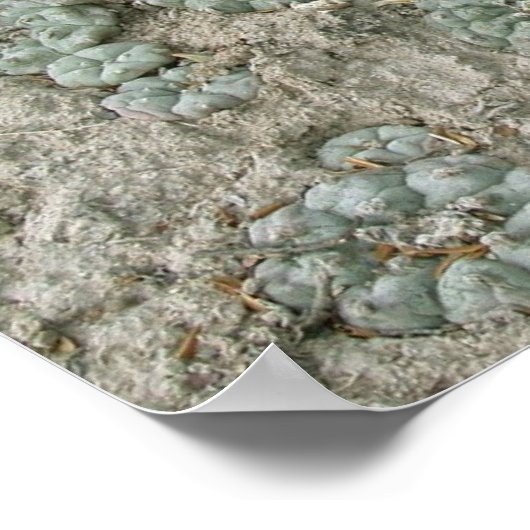 Lophophora williamsii - Peyote Poster (Hoek)