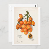  "LOQUATS" AMANDA ALMIRA NEWTON BRIEFKAART (Voorkant / Achterkant)