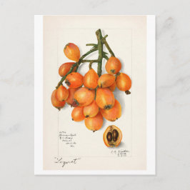 "LOQUATS" AMANDA ALMIRA NEWTON BRIEFKAART