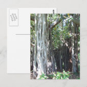 Lord Howe Island Fig Briefkaart (Voorkant / Achterkant)