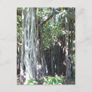 Lord Howe Island Fig Briefkaart