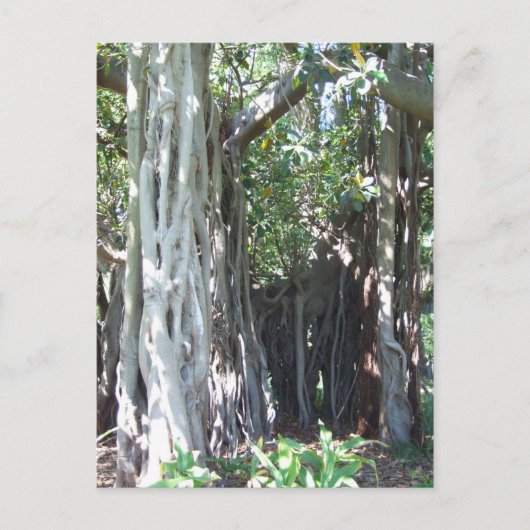 Lord Howe Island Fig Briefkaart (Voorkant)