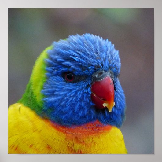 Lori_2015_0203 Poster (Voorkant)