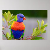 Lorikeet Bird Poster (Voorkant)