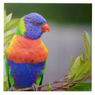 Lorikeet Bird Tegeltje