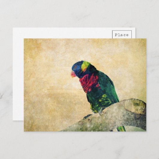 Lorikeet Briefkaart (Voorkant / Achterkant)
