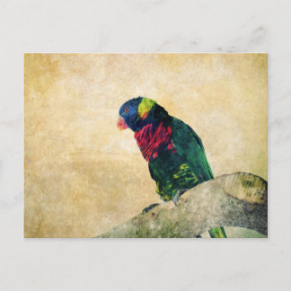 Lorikeet Briefkaart