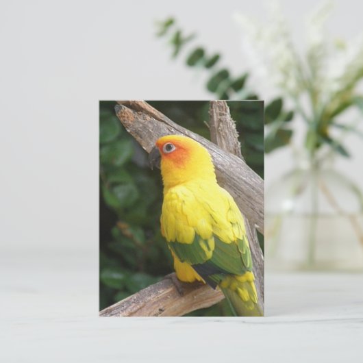 Lorikeet Briefkaart (Staand voorkant)