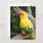 Lorikeet Briefkaart (Voorkant / Achterkant)