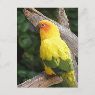 Lorikeet Briefkaart