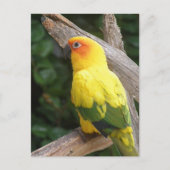 Lorikeet Briefkaart (Voorkant)