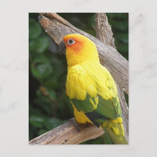 Lorikeet Briefkaart (Voorkant)