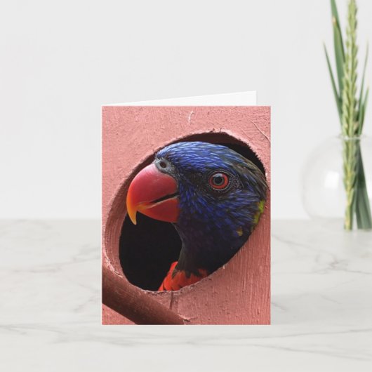 lorikeet notecard (hallo) kaart (Voorkant)
