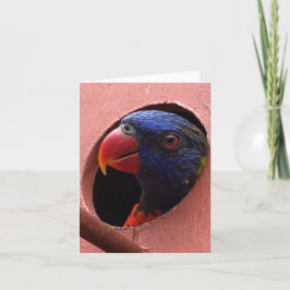 lorikeet notecard (hallo) kaart