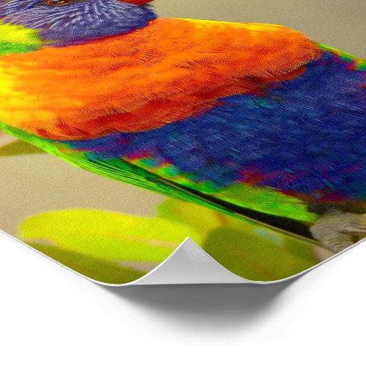 Lorikeet Rainbow Parrot Poster (Hoek)