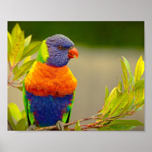 Lorikeet Rainbow Parrot Poster (Voorkant)