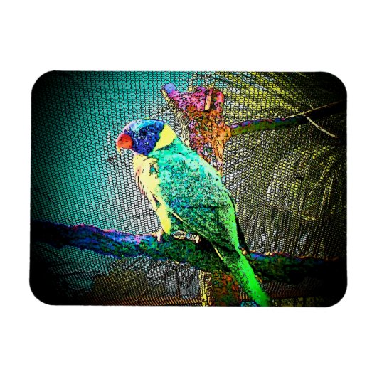 Lorikeet Vogelmagneet-Design 2 Magneet (Horizontaal)