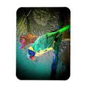 Lorikeet Vogelmagneet-Design 2 Magneet (Verticaal)