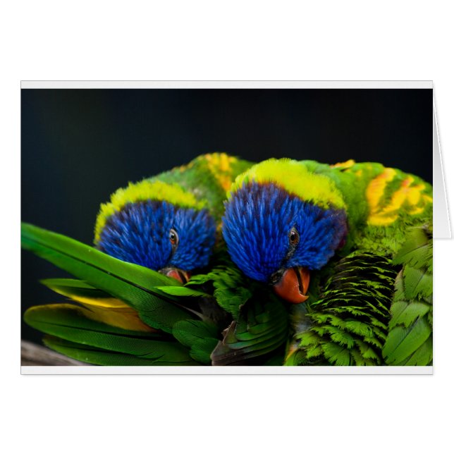 Lorikeets (Voorkant Horizontaal)