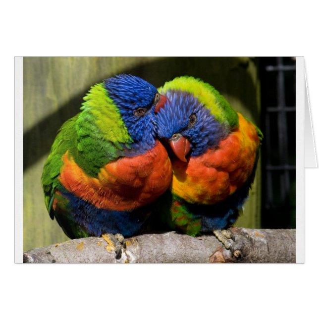 Lorikeets in Love (Voorkant Horizontaal)